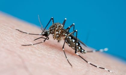 Porto Alegre declara estado de emergência por epidemia de dengue