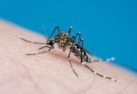 Brasil atinge mais de 1,6 milhão de casos de dengue em 2023; veja como prevenir