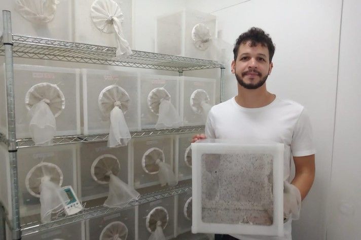 Tales Ribeiro estuda repelente contra Aedes aegypti / Alessandra Ribeiro/UFMG