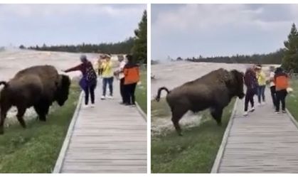 Imagem de destaque do post: Mulher tenta acariciar bisão e quase é atacada no Parque Nacional de Yellowstone
