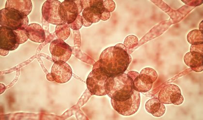 Superfungo: aumento de infecções pode ser causado por mudança climática, avaliam cientistas
