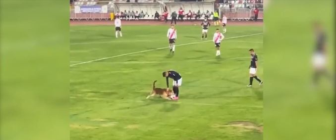 Cachorro invade o campo no Campeonato Chileno