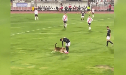 Cachorro invade campo, "desarma" jogador e brinca com a bola; veja