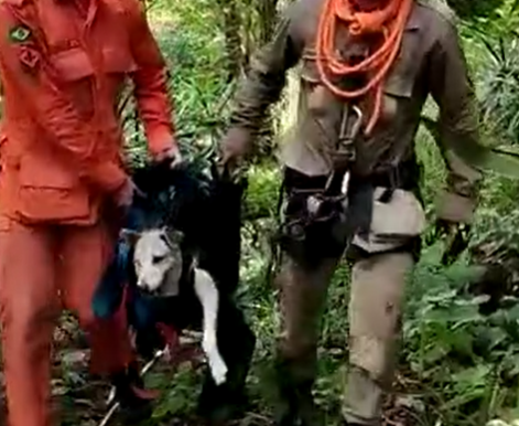 cao-resgatado