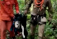 Cachorro é resgatado por bombeiros após ficar preso em penhasco no Ceará