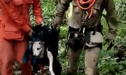 Cachorro é resgatado por bombeiros após ficar preso em penhasco no Ceará