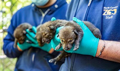 Zoológico registra nascimento de 12 lobos ameaçados de extinção nos EUA