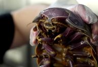 Novo destaque gastronômico em Taipé é uma “barata gigante” de 14 pernas