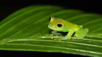 Governança Ambiental: Apenas 5% dos Conselhos supervisionam biodiversidade
