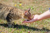 Gatos e cães podem afetar o humor de donos estressados? estudo explica