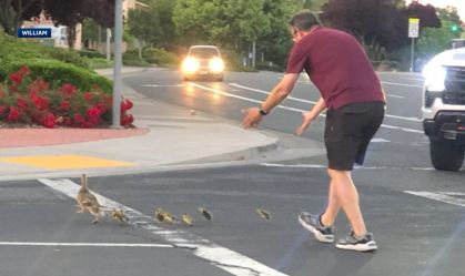 Morre homem atropelado enquanto ajudava patos a atravessar rua nos EUA