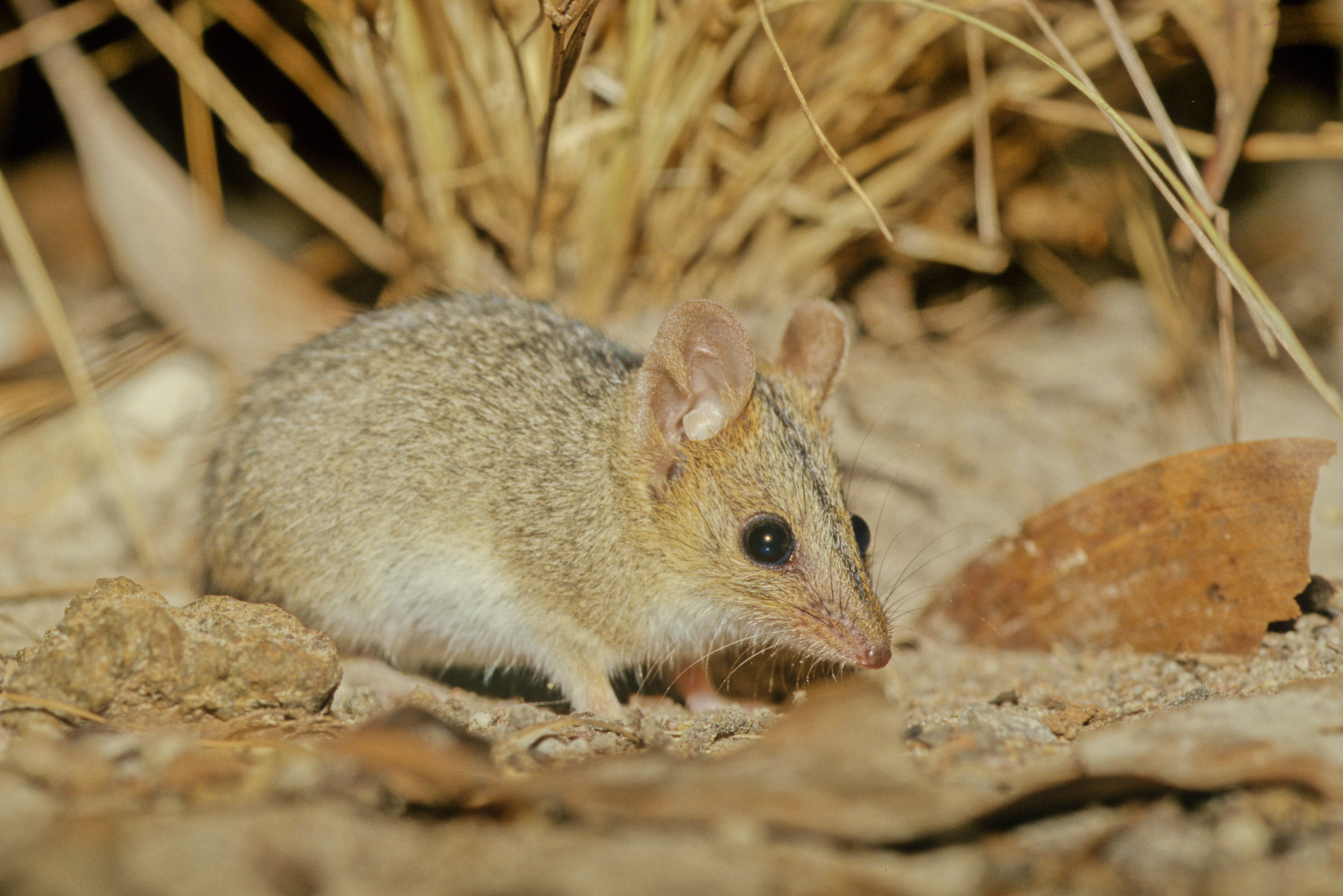 marsupial estudo cérebro saúde