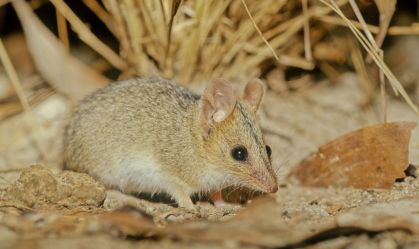 O que os marsupiais podem ensinar sobre o desenvolvimento do cérebro humano
