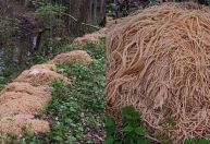 Moradora encontra pilhas de macarrão à beira de um córrego nos EUA