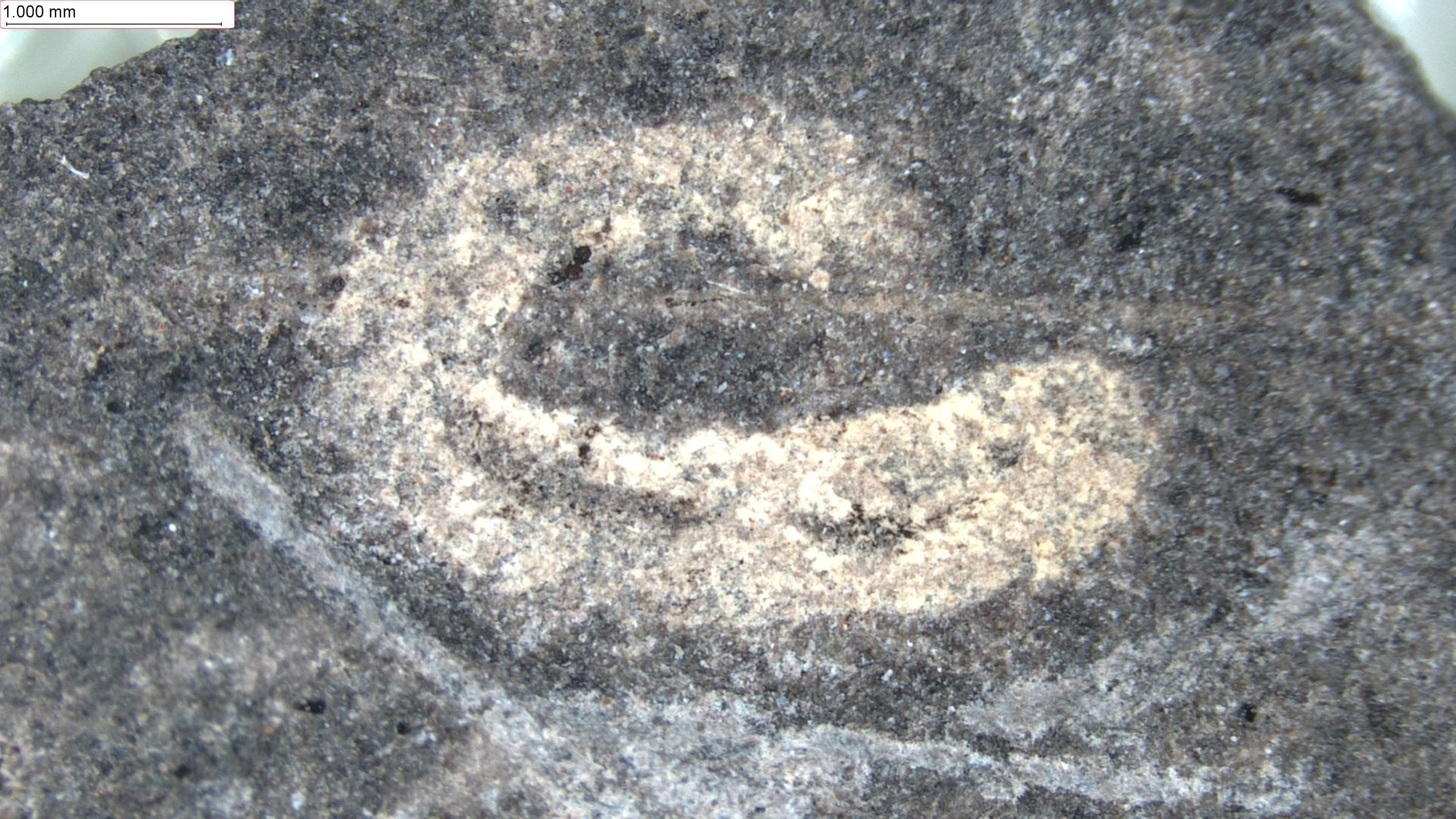 Verme fossilizado com seu intestino preservado / Joseph Botting/Acervo pessoal
