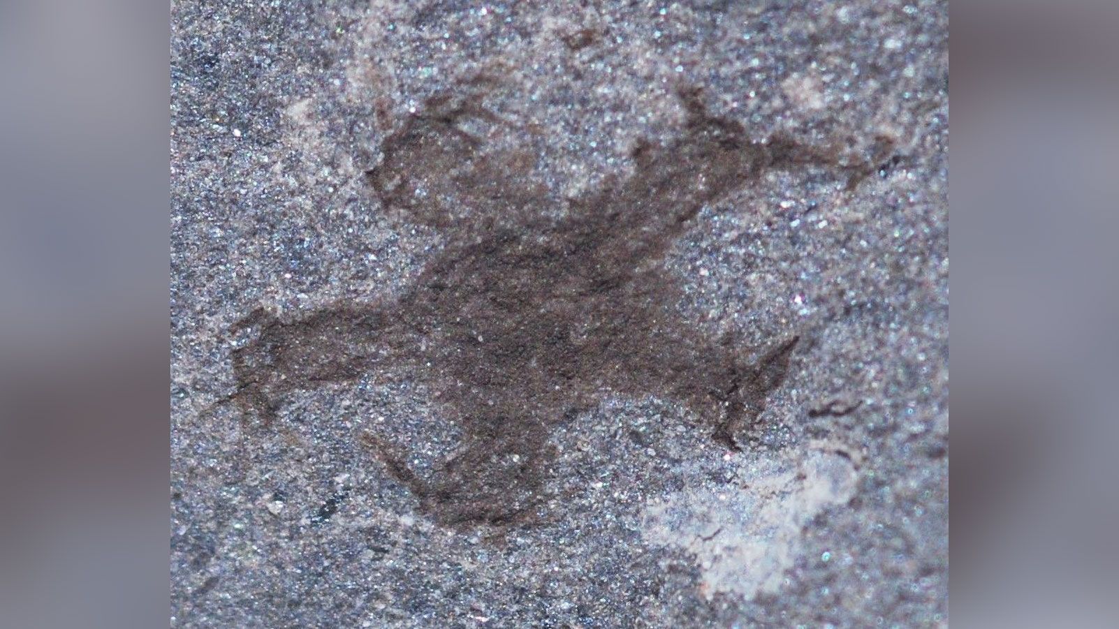 Estrela do mar fossilizada encontrada no local / Joseph Botting/Acervo pessoal