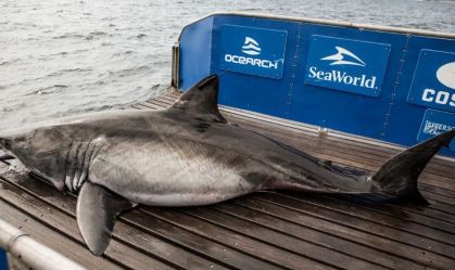 Tubarão com mais de meia tonelada é visto na costa dos Estados Unidos