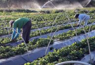 Governo anuncia Plano Safra para agricultura familiar e totaliza R$ 441 bilhões em recursos ao setor