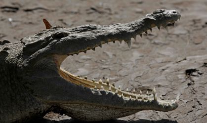 Isolada há 16 anos, crocodilo fêmea virgem tem filhote na Costa Rica