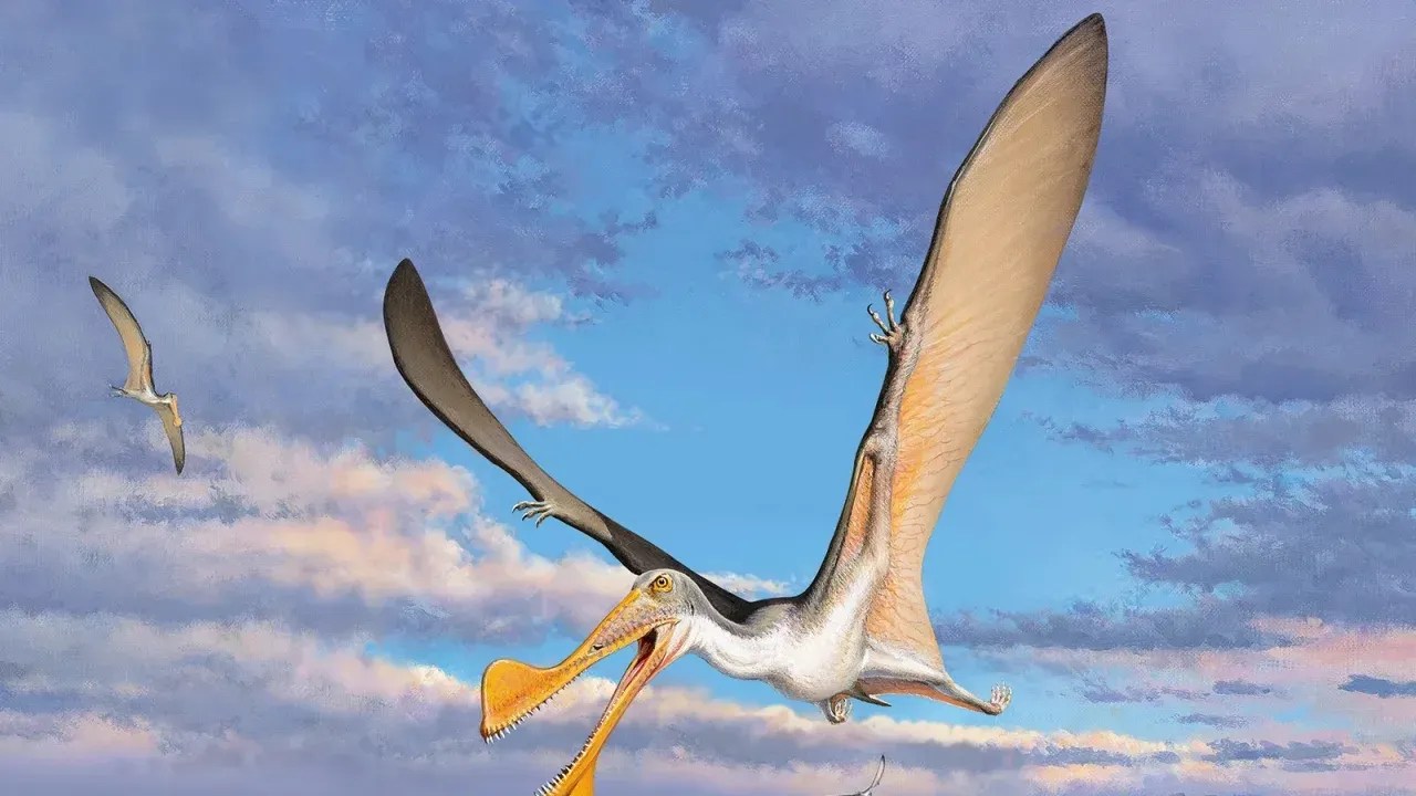 230531140008-oldest-pterosaur-bones-australia
