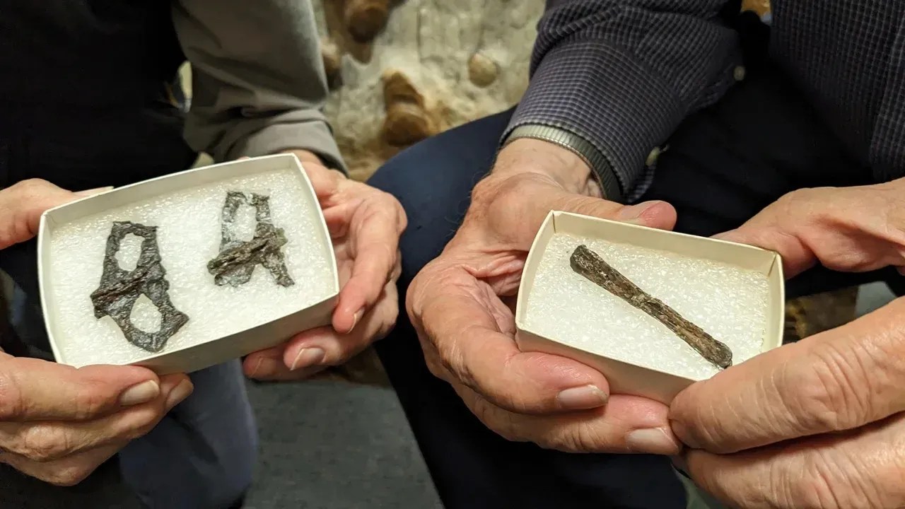 Ossos de pterossauro descobertos em Dinosaur Cove em Victoria, Austrália / Adele Pentland/Curtin University