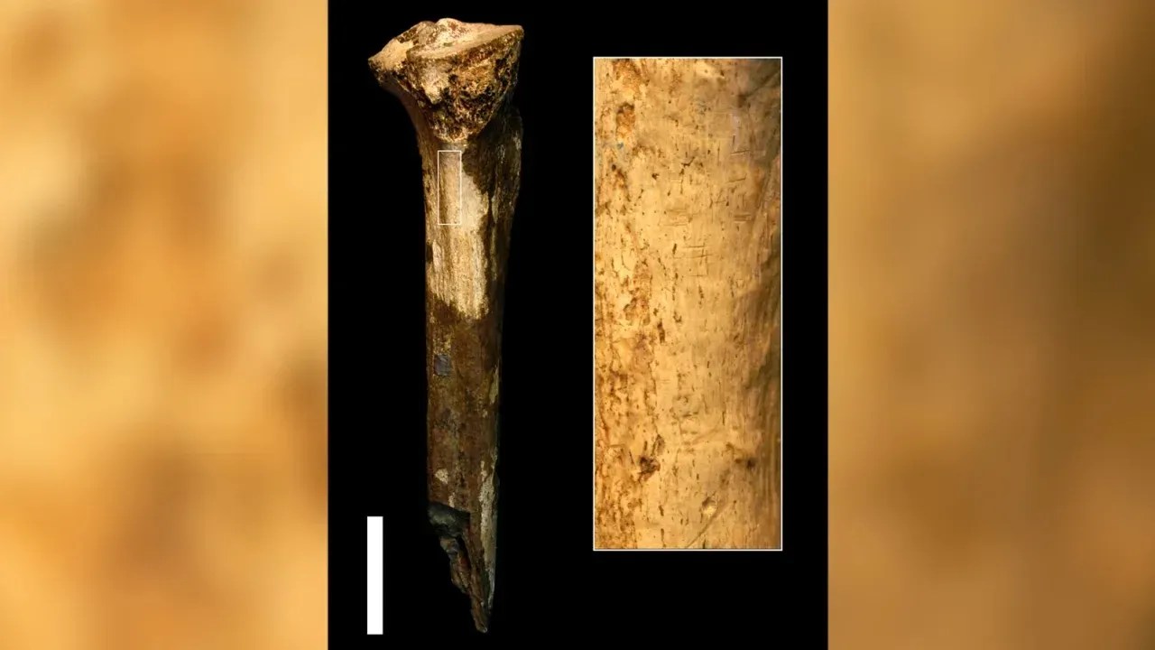 230626103909-04-ancient-human-relatives-butchered-one-another-tibia