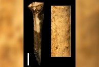 Revelação sombria: fóssil de 1,45 milhão de anos indica que ancestrais humanos massacravam e comiam uns aos outros