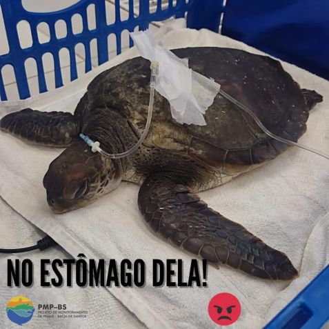 Animal chegou com vida à Universidade do Estado de Santa Catarina (Udesc), mas não resistiu um dia / Reprodução/Facebook