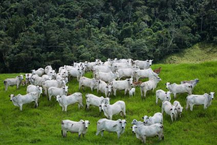 gado pecuária agropecuária boi vaca carne frigorífico