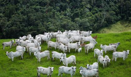 Indústria de carnes adere formalmente ao protocolo "Boi na Linha", com foco em critérios ambientais na compra de gado