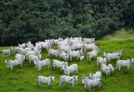 Indústria de carnes adere ao protocolo “Boi na Linha”, com foco em critérios ambientais
