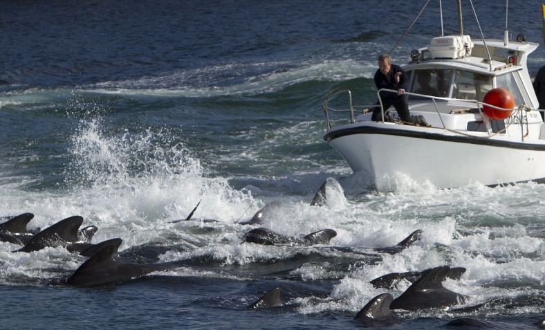 Animais são levados até a praia para serem abatidas; técnicas de caça são alvo de polêmica devido à crueldade / Getty Images