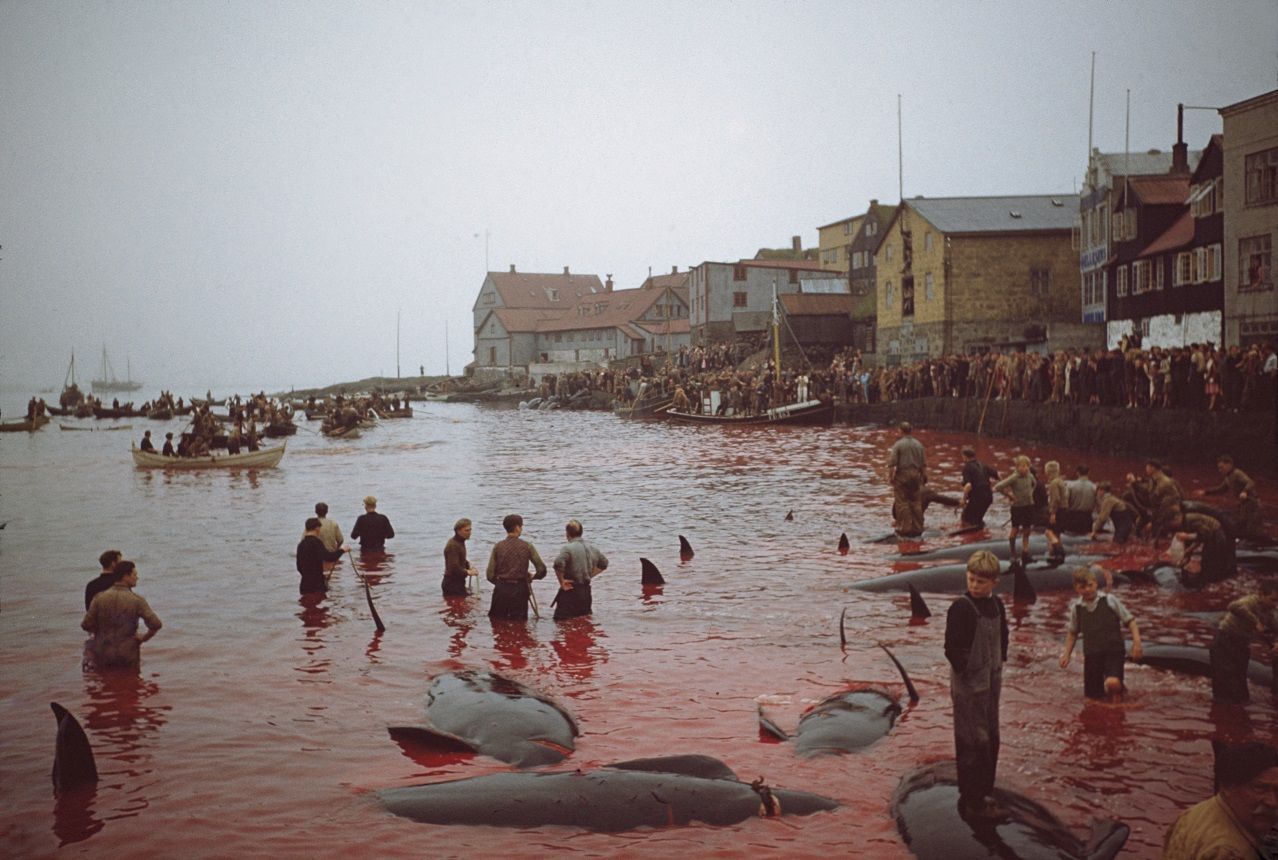 Águas do porto de Torshavn ficam manchadas de sangue durante caçada das baleias-piloto em outubro de 1947; primeiros registros oficiais da atividade datam do século 16, mas ela já seria realizada quase centenas de anos antes / Hulton Archive/Getty Images