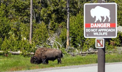 Turistas “dão carona” a filhote de alce nos Estados Unidos