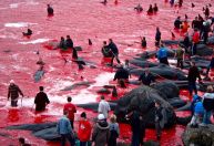 Mais de 500 baleias e golfinhos são mortos em temporada de caça nas Ilhas Faroe