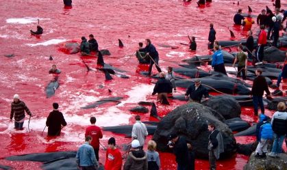 Mais de 500 baleias e golfinhos são mortos em temporada de caça nas Ilhas Faroe