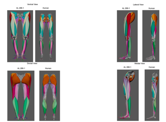 A modelagem muscular de Lucy, apelidada de "AL 288-1", é comparada lado a lado com mapas musculares humanos / Dra. Ashleigh Wiseman/Universidade de Cambridge
