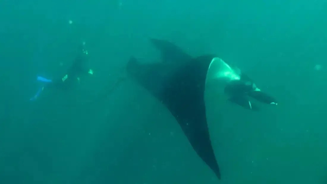 Kerstin Forsberg diz que encontrar uma raia-manta no oceano é uma experiência transformadora / CNN Español
