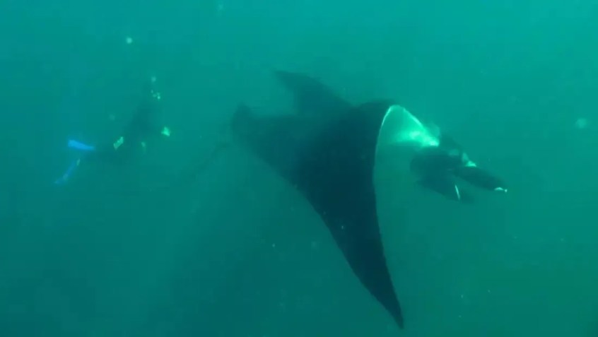 Kerstin Forsberg diz que encontrar uma raia-manta no oceano é uma experiência transformadora / CNN Español