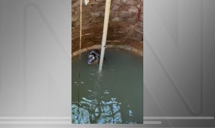Imagem de destaque do post: Onça quase se afoga em cisterna e é salva por bombeiros em MG; assista