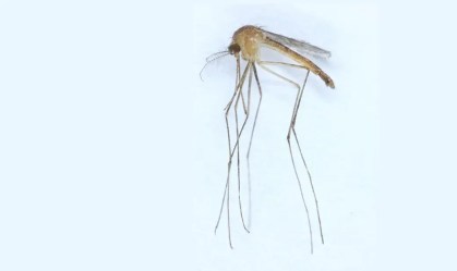 Nova espécie de mosquito é encontrada na Finlândia