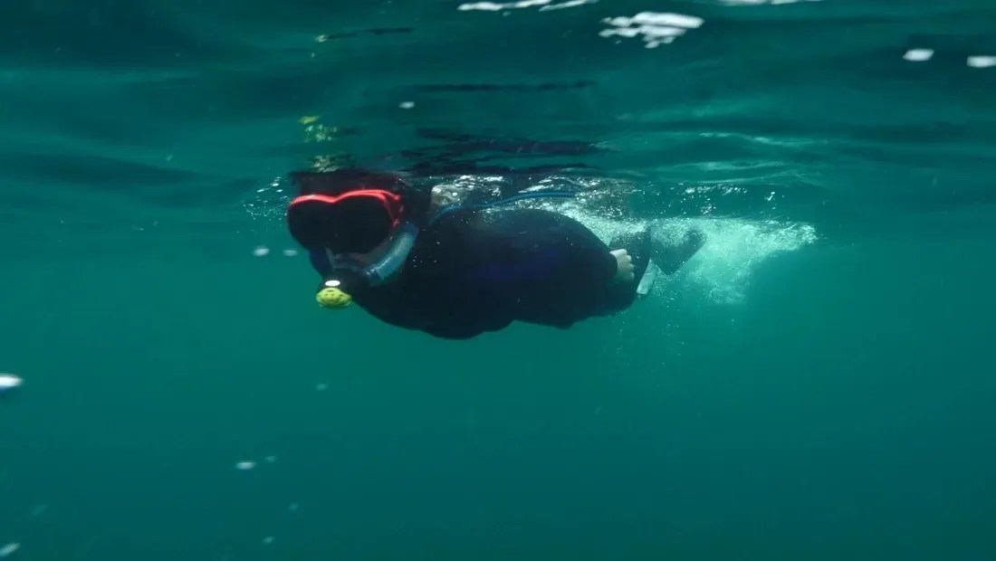 O Planeta Oceano trabalha para a conservação das raias gigantes, em risco de extinção a nível global / CNN