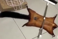 Esquilo simula morte após perceber presença humana; entenda o que é a tanatose