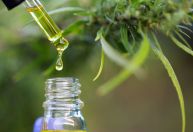Governo de SP prevê trâmite rápido para oferta de canabidiol no SUS