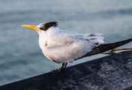 Governo federal confirma primeiro caso de gripe aviária no estado de São Paulo