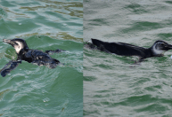 Conheça história do pinguim Zé, que conquistou praia famosa do Rio, mas morreu envenenado