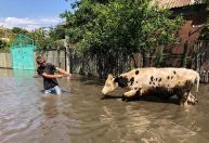 Ucrânia: inundação mata mais de 200 animais em zoológico, diz representante