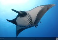 Biólogos lutam contra o tempo para salvar as raias-manta gigantes do Peru