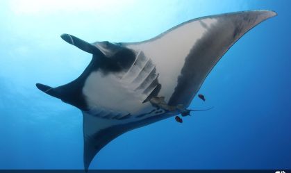 Biólogos lutam contra o tempo para salvar as raias-manta gigantes do Peru