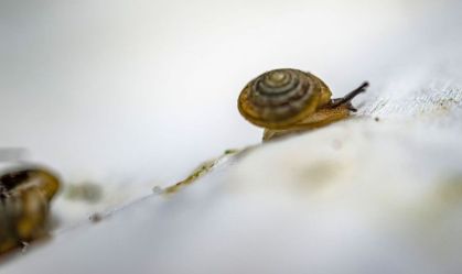 Caracóis viajam quase cinco mil quilômetros em esforço para salvar espécie